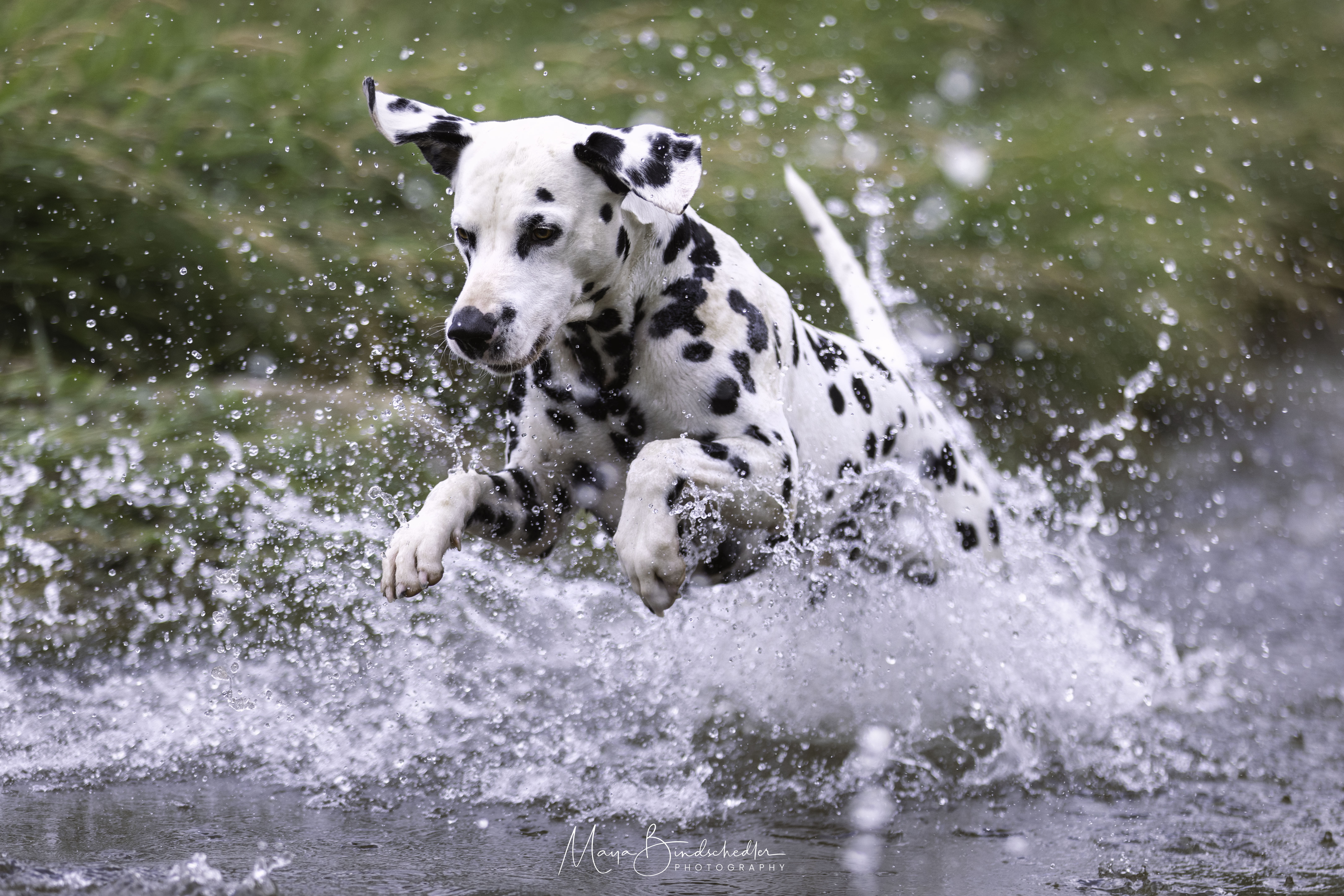 Giaro mit Frisbee