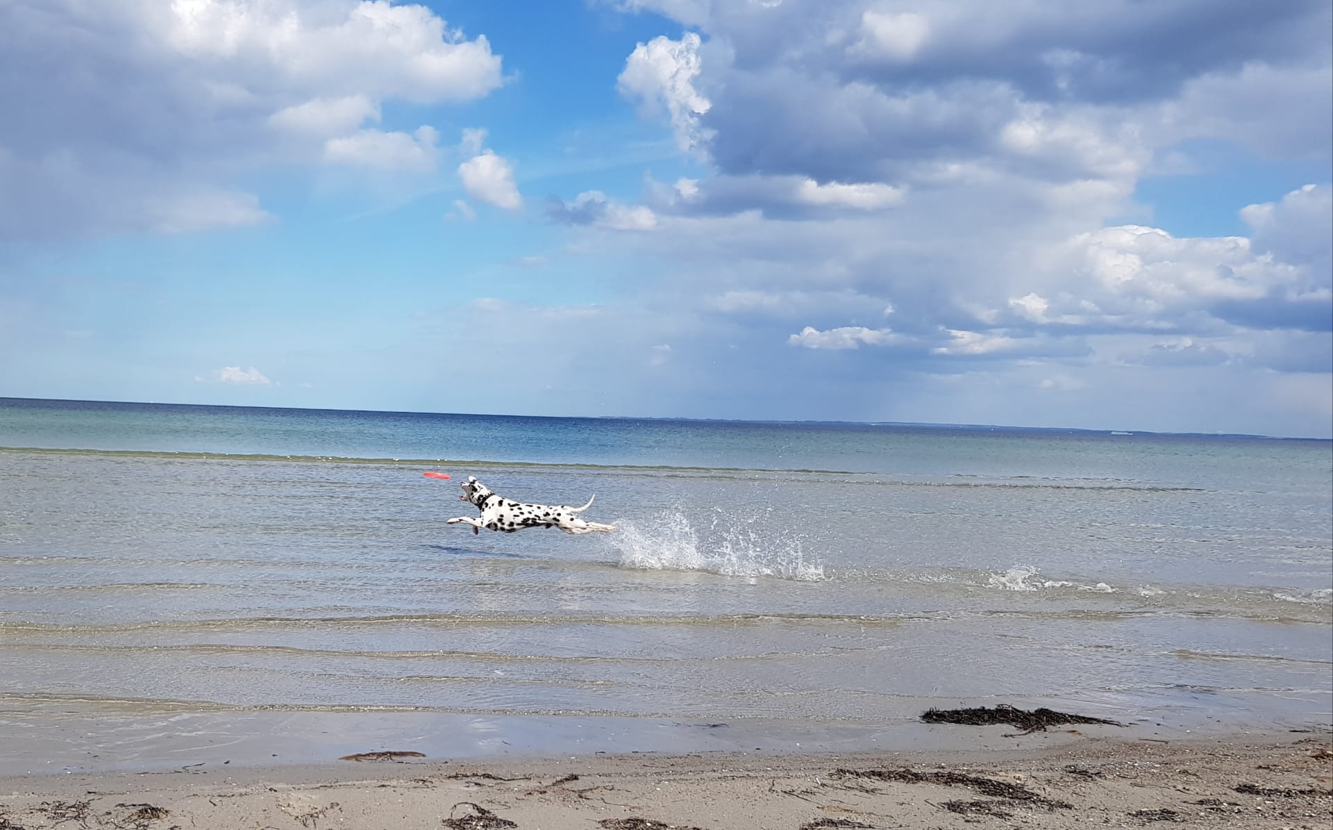 Giaro mit Frisbee