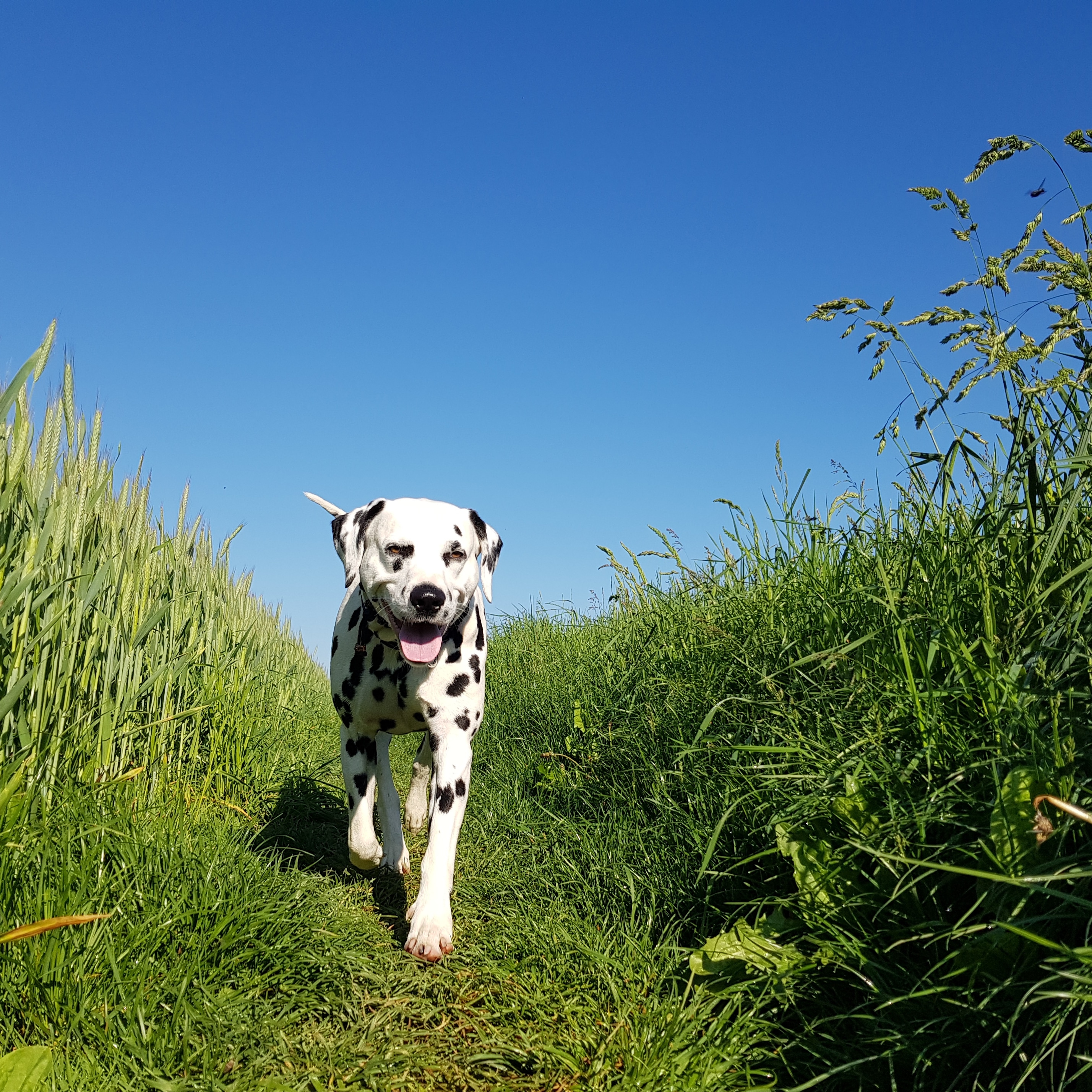 Giaro im Gras