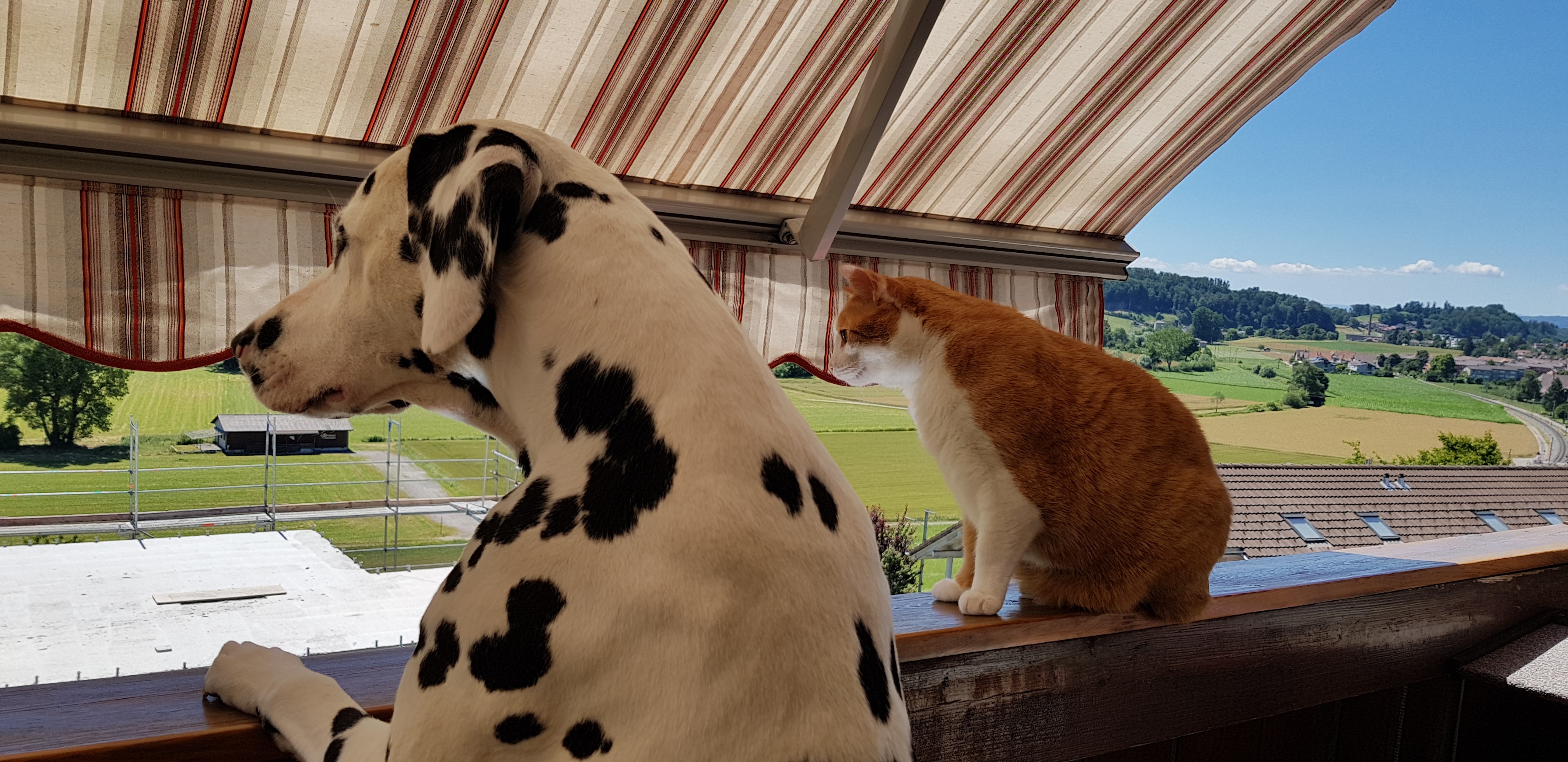 Giaro mit Nino